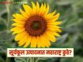 Suryful Production : सूर्यफूल उत्पादनात 'हे' राज्य आघाडीवर, महाराष्ट्र कितव्या स्थानावर, वाचा सविस्तर  - Marathi News | Surful Market Karnatak in sunflower production, Maharashtra ranks 2nd, read in detail | Latest agriculture News at Lokmat.com