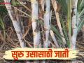 Suru Us Jati : सुरु ऊस लागवडीसाठी अधिक उत्पादन देणाऱ्या टॉप जाती कोणत्या; वाचा सविस्तर - Marathi News | Suru Us Jati: Which top varieties give more yield for Suru sugarcane cultivation; Read in detail | Latest agriculture News at Lokmat.com