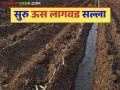 Suru Us Lagwad : सुरु ऊस लागवडीचे नियोजन करताय? वाचा हा लागवडपूर्व सल्ला - Marathi News | Suru Us Lagwad : Planning to start sugarcane cultivation? Read this pre planting advice | Latest agriculture News at Lokmat.com