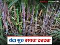 यंदा सुरु ऊस लागवडीला शेतकऱ्यांची पसंती; आडसालीचे क्षेत्र कशामुळे घटले? जाणून घ्या सविस्तर - Marathi News | Farmers are opting for suru sugarcane cultivation this year; Why did the area under adsali cultivation decrease? | Latest agriculture News at Lokmat.com