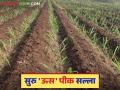 सुरु उसात अधिक उत्पादन मिळविण्यासाठी महत्वाच्या सात टिप्स; वाचा सविस्तर - Marathi News | Seven important tips to get more production from suru sugarcane; Read in detail | Latest agriculture News at Lokmat.com