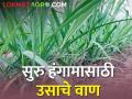 सुरु हंगामासाठी ऊस लावताय; १०० टन उत्पादन देणारे कुठले आहेत वाण? - Marathi News | cultivation sugarcane for the regular season; Which variety will you choose? | Latest agriculture News at Lokmat.com