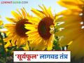Suryaful Lagwad : उन्हाळी हंगामात फायद्याचे तेलबिया पिक 'सूर्यफूल'; कशी कराल लागवड? - Marathi News | Suryaful Lagwad: A profitable oilseed crop in summer season 'Sunflower'; How to cultivate? | Latest agriculture News at Lokmat.com