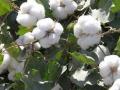कापसाचे नवे ‘सुवर्ण शुभ्रा’ वाण विकसित! - Marathi News | Cotton's new 'suvarna Shubra' varieties develop! | Latest akola News at Lokmat.com