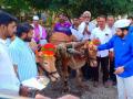 स्वाभीमानी शेतकरी संघटनेकडून बैलजोडी, नांगराची पूजा - Marathi News | Swabhimani Shetkari Sanghatana worship bulls and plough | Latest buldhana News at Lokmat.com