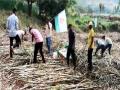 'स्वाभिमानी'चे कार्यकर्ते आक्रमक; डी वाय पाटील, फराळे कारखान्याच्या ऊस तोडी पाडल्या बंद - Marathi News | Swabhimani activists aggressive; Sugarcane of DY Patil, Farale factory was demolished and closed | Latest kolhapur News at Lokmat.com