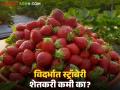Strawberry Farming : विदर्भात स्ट्रॉबेरी शेतकरी कमी का? काय आहे कारण वाचा सविस्तर - Marathi News | latest news Strawberry Farming: Why are there fewer strawberry farmers in Vidarbha? What is the reason? Read in detail | Latest agriculture News at Lokmat.com