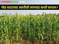 आता ज्वारीपासून तयार करता येणार गुळ; कशी करायची लागवड - Marathi News | Jaggery can now be prepared from sweet sorghum; How to cultivation | Latest agriculture News at Lokmat.com