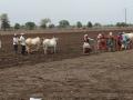 पश्चिम विदर्भात अकोला जिल्ह्यामध्ये सर्वांत कमी पेरणी! - Marathi News | Lowest sowing in Akola district in West Vidarbha! | Latest akola News at Lokmat.com