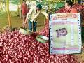 १७ गोण्या कांदा विकला; हाती पडला रुपया! - Marathi News | Sold 17 sacks of onion; Handed rupees! farmer spends thousands of rupees to production | Latest beed News at Lokmat.com