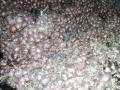 इराणच्या कांद्याची साठवणूक; दुर्गंधीने नागरिकांना त्रास - Marathi News | Iran's Onion Storage; Distress of citizens by stench | Latest thane News at Lokmat.com