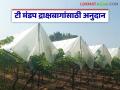 टी मंडप द्राक्षबागांसाठी अनुदान, नाशिक जिल्ह्यातील द्राक्ष उत्पादकांसाठी महत्त्वाचा निर्णय - Marathi News | Latest News Subsidy for Tea Pavilion grape farms, an important decision for grape growers in nashik district | Latest agriculture News at Lokmat.com