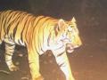 ज्ञानगंगात स्थिरावलेल्या  ‘वॉकर’ वाघाचा शोध लागेना - Marathi News | The ‘walker’ tiger settled in Gyanganga was not found | Latest buldhana News at Lokmat.com