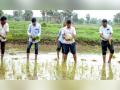 भर पावसात जिल्हाधिकाऱ्यांनी केली शेतात जाऊन धानाची रोवणी - Marathi News | The district collector went to the field and planted paddy | Latest chandrapur News at Lokmat.com
