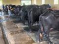 कल्याणमध्ये महापालिकेचा धडक अ‍ॅक्शन मोड! २१ तबेलाधारकांवर गुन्हे दाखल - Marathi News | Municipal Corporation's action mode in Kalyan! Cases registered against 21 stall holders | Latest kalyan-dombivli News at Lokmat.com