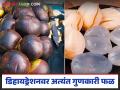 उन्हाळ्यातील डिहायड्रेशनवर 'हे' फळ ठरतंय अंत्यत गुणकारी; जाणून घ्या सविस्तर - Marathi News | This fruit is extremely effective in treating dehydration in summer; know in detail | Latest agriculture News at Lokmat.com