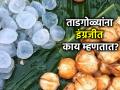ताडगोळ्यांना इंग्रजीत काय म्हणतात माहीत आहे का? हे पाणीदार फळ कुणी खावं, कुणी टाळावं? - Marathi News | Do you know what Tadgole are called in English? Who should eat this watery fruit, and who should avoid it? | Latest jarahatke News at Lokmat.com