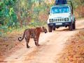 ताडोबात आता दिवसभर व्याघ्रसफारी! - Marathi News | Tadobat tiger safari all day now! | Latest chandrapur News at Lokmat.com
