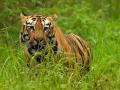 मेळघाटातील वाघांची सुरक्षा दुर्लक्षित, सीबीआय चौकशी का नाही? - Marathi News | Safety of tigers in Melghat neglected, why no CBI probe? | Latest amravati News at Lokmat.com