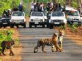 १ जुलैपासून ताडोबा पर्यटनासाठी बंद; बफर झोन राहणार सुरू - Marathi News | Tadoba reserve core zone to shut for visitors during rain from July 1 | Latest chandrapur News at Lokmat.com