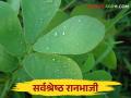 Ranbhaji: पावसाळ्यातील रानभाज्यांपैकी ही भाजी आहे सगळ्यात भारी - Marathi News | This vegetable is the super vegetable in rainy season wild Vegetables | Latest agriculture News at Lokmat.com