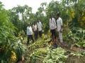 वादळी पावसाने तळोद्यात कापूस, पपईचे नुकसान - Marathi News | Cotton, papaya damages in thorny rain | Latest nandurbar News at Lokmat.com