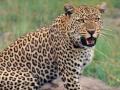 तडवळेत बिबट्याचा सलग दुसऱ्या दिवशी हल्ला - Marathi News | Leopard attack for the second day in Tadavale sangli | Latest sangli News at Lokmat.com