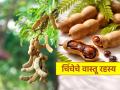 Vastu Tip: घरासमोर चिंचेचे झाड अशुभ मानतात, पण खिशात चिंचेच्या बिया ठेवल्याने उजळतं नशीब? - Marathi News | Vastu Tip: A tamarind tree in front of the house is considered inauspicious, but does keeping tamarind seeds in your pocket bring good luck? | Latest bhakti News at Lokmat.com