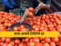 Tomato Market : नागपूर बाजारात टोमॅटोला काय भाव मिळतोय? वाचा आजचे बाजारभाव  - Marathi News | Latest News Tomato Market price in Nagpur market see tomato bajarbhav | Latest agriculture News at Lokmat.com