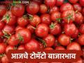 Tomato Market : पुण्यात लोकल टोमॅटोची 04 हजार क्विंटलची आवक, वाचा आजचे बाजारभाव - Marathi News | Latest News Tomato Market 04 thousand quintals of local tomato arrival in Pune, read today's market price | Latest agriculture News at Lokmat.com