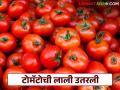 Tomato Market Down : टोमॅटो दरात दोन महिने घसरण कायम राहण्याची शक्यता, वाचा सविस्तर  - Marathi News | Latest News Tomato Market down Tomato prices likely to continue falling for two months, read in detail | Latest agriculture News at Lokmat.com