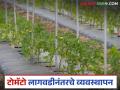 Tomato crop Management : टोमॅटो पिकावर विषाणूजन्य रोग होऊ नये म्हणून काय कराल? जाणून घ्या सविस्तर - Marathi News | Latest News Tomato crop management What can you do to prevent viral diseases in tomato crops Learn in detail | Latest agriculture News at Lokmat.com