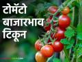 Tomato Market : टोमॅटोचा बाजार वाढला, पिंपळगाव मार्केटला कॅरेटला काय भाव? वाचा सविस्तर - Marathi News | Latest news Tomato Market price of carat in Pimpalgaon market Read in detail | Latest agriculture News at Lokmat.com