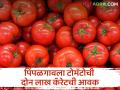 Tomato Market : पिंपळगाव मार्केटला टोमॅटोची 02 लाख कॅरेटची आवक, काय भाव मिळाला?  - Marathi News | Tomato Market : Pimpalgaon market received 02 lakh carats of tomatoes, what price did they get?  | Latest agriculture News at Lokmat.com