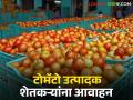 टोमॅटो विक्रीला नेताय, 'या' गोष्टी लक्षात ठेवा, बाजार समितीकडून महत्वाचं आवाहन  - Marathi News | Latest News Tomato Market Farmers should follow these instructions while taking tomatoes for market yard | Latest agriculture News at Lokmat.com