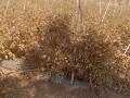 टोमॅटो शेतातच लागले कुजू, दर नसल्यामुळे शेतकरी हवालदिल - Marathi News | Tomato crop is rotting in the field due to lack of value for the crop in kolhapur | Latest kolhapur News at Lokmat.com