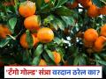 Tango Orange: नागपुरी संत्र्याच्या उत्पादकतेचा तिढा; स्पेनच्या टँगोमुळे सुटेल का? वाचा सविस्तर - Marathi News | Tango Orange: latest news Nagpuri orange productivity woes; Will Spain's tango solve them? Read in detail | Latest agriculture News at Lokmat.com