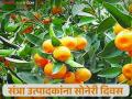 Tango Santra: टँगो गोल्डमुळे संत्रा उत्पादकांना येतील सोनेरी दिवस कसे ते वाचा सविस्तर - Marathi News | Tango Santra: Read in detail how Tango Gold will bring golden days to orange growers | Latest agriculture News at Lokmat.com