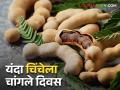 यंदा चिंच उत्पादनात वाढ; शेतकऱ्यांना मिळतोय चांगला बाजारभाव - Marathi News | Increase in tamarind production this year; Farmers are getting good market price | Latest agriculture News at Lokmat.com