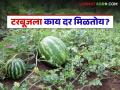 टरबूज आले काढणीला, सरासरी 22 रुपये प्रति किलो दर, या गोष्टीनं शेतकऱ्यांचं टेन्शन वाढवलं? - Marathi News | Latest News Watermelon harvest started, with an average price of Rs 22 per kg see details | Latest agriculture News at Lokmat.com