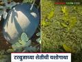 Farmer Success Story : केळी बागेतील टरबुज आंतरपीकातून एकरी दीड लाखाचे उत्पन्न, वाचा सविस्तर - Marathi News | Latest News farmer Success Story Watermelon intercropping in banana farming yields Rs 1.5 lakh per acre | Latest agriculture News at Lokmat.com