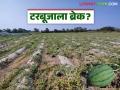 Watermelon Farming : टरबूज लागवडीपासून शेतकरी का दूर जात आहेत? काय आहे कारण वाचा सविस्तर - Marathi News | latest news Watermelon Farming: Why are farmers moving away from watermelon cultivation? What is the reason? Read in detail | Latest agriculture News at Lokmat.com