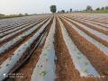टरबूज लागवडीला सुरुवात; मल्चिंग पद्धतीवर भर  - Marathi News | Beginning of watermelon cultivation; Emphasis on mulching method | Latest vashim News at Lokmat.com