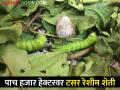 पाच हजार हेक्टरवर फुलवली टसर रेशीम शेती, कसे घेतले जाते पीक - Marathi News | Tussar silk farming flourished on five thousand hectares in gadchiroli | Latest agriculture News at Lokmat.com