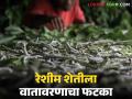 Sericulture Farming : विदर्भातील रेशीम उत्पादक शेतकरी दुसऱ्यांदा अंडीपुंज खरेदी करत आहेत, वाचा सविस्तर - Marathi News | Latest News sericulture Farming Impact of rains on silk tussor farming in Vidarbha | Latest agriculture News at Lokmat.com