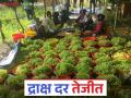 Draksh Bajar Bhav : रमजान व वाढत्या उन्हामुळे द्राक्ष दरात वाढ; पेटीला कसा मिळतोय दर? - Marathi News | Draksh Bajar Bhav : Demand for grapes increases due to Ramadan and increasing heat; How is the price being paid per box? | Latest agriculture News at Lokmat.com