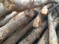 वांगी भरलेल्या ट्रकमधून सागवानाची तस्करी; चौघांना अटक - Marathi News | four arrested smuggling teak wood from truck full of brinjal | Latest nagpur News at Lokmat.com