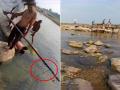 धक्कादायक! मासे पकडण्यासाठी चक्क नदीपात्रात विद्युत प्रवाह, व्हिडीओ व्हायरल - Marathi News | | Latest gadchiroli News at Lokmat.com