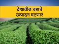 Tea Production: भारतातील चहाच्या उत्पादनात यंदा ३० टक्के घट - Marathi News | Tea Production: 30 percent decline in tea production in India this year | Latest agriculture News at Lokmat.com
