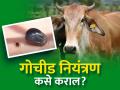 जनावरांतील गोचीडांचे नियंत्रणासाठी उपाययोजना - Marathi News | Measures for the control of ticks in livestock cattle | Latest agriculture News at Lokmat.com